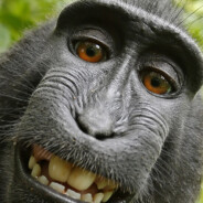 Monkey Rush B