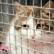 CAT IN CAGE