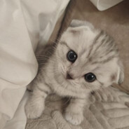 Котёнок антикризис