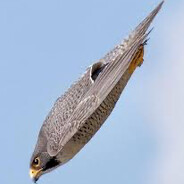 Peregrine Falcon