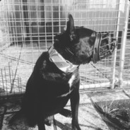 Bad Dog But Still A Good Boy