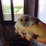 Delvin From New Hamster