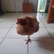 bock