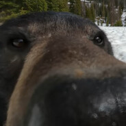 Yogi SNiff