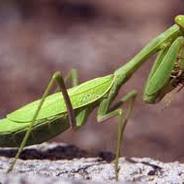 Mantis1099