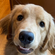 Gus