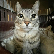 gato serio