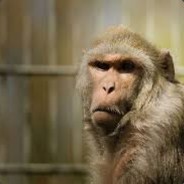 Rhesus Macacus