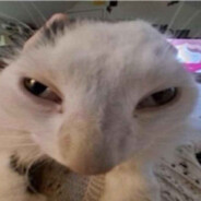 wiildcatt