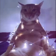 Gato_Navidad_The_Paco avatar