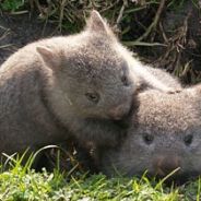 Fapping Wombat