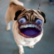 Steam profile picture for @websites