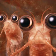 krill