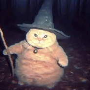 Wise wizard cat