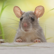 Rat™