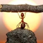 _ANT!
