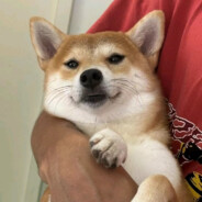 下次一定