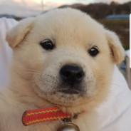 이힛후