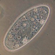 paramecium18