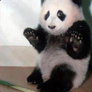 Damn Twisted Panda