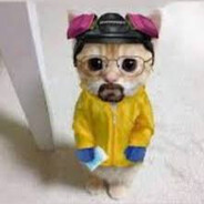 meow1g
