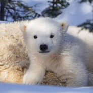 PolarBear