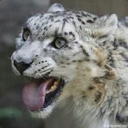 Zeno