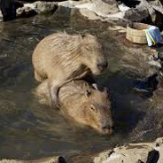❤capivara HOT❤