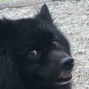 BlackFatPuppy