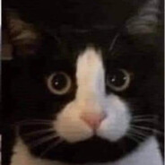 Lucky cat
