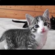 Kitty