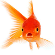 Blub