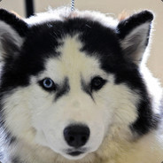 HuskyLeft