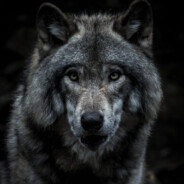 wolfS