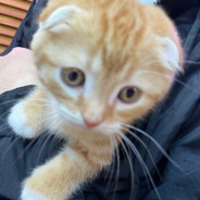 GaTo