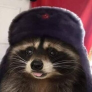 Soviet_Racoon_