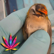 The Emo Bird
