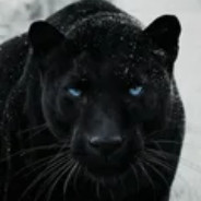 IBLackTiger
