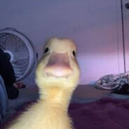 Aseluccoo