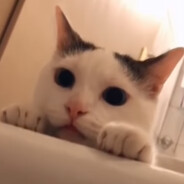 y e e t