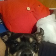 Dog Haw HAw