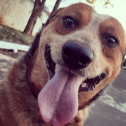 GoDie