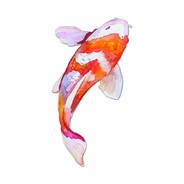 koi