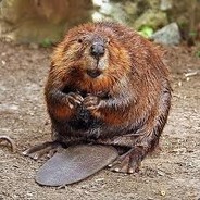 bever bernard