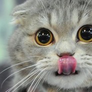 high cat