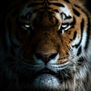 Amur Tigro