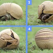 Random Armadillo
