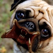 Predator Pug