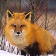 <$FoX$>