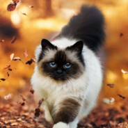 La Patoune